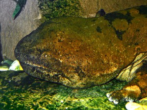 The Chinese Giant Salamander - Photograph by H. Zell