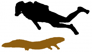 Chinese Giant Salamander And Human Chinese Giant Salamander And Human