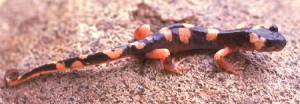 Las salamandras a menudo se colorean brillantemente