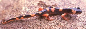 Le salamandre spesso sono colorate brillantemente Le salamandre spesso sono colorate brillantemente