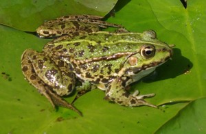 Frogs are the Amphibians people know best