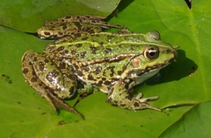 Le rane sono gli anfibi più conosciuti