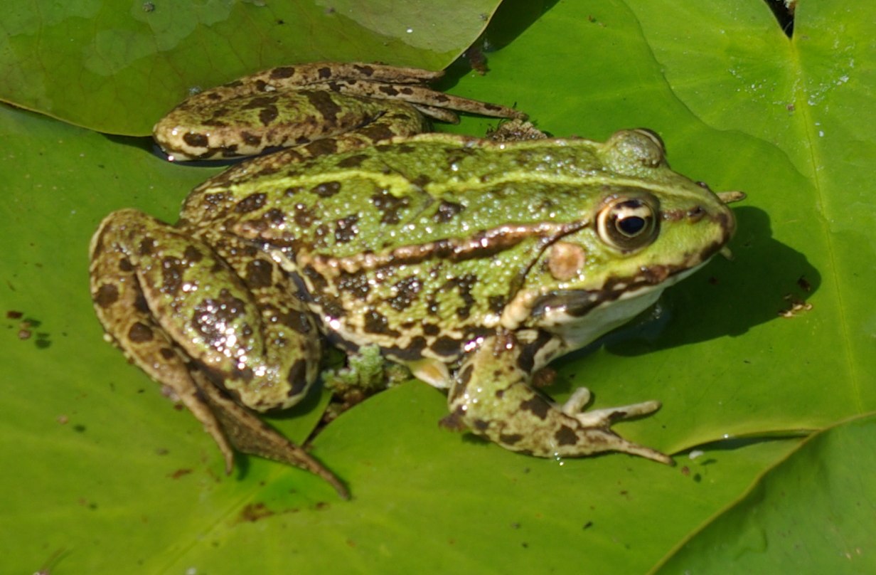 Imagenes De Anfibios