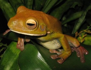 La rana arbórea gigante