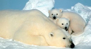 Madre y oseznos del oso polar