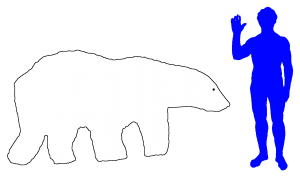 El oso polar es el mamífero terrestre del orden Carnivora más grande del mundo El oso polar es el mamífero terrestre del orden Carnivora más grande del mundo