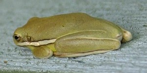 Frogs are the best-known amphibians Frogs are the best-known amphibians