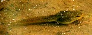 Frogs' eggs hatch into tadpoles, which slowly change into frogs Frogs' eggs hatch into tadpoles, which slowly change into frogs