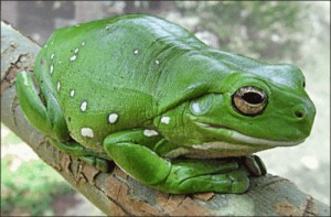 Baum-Frösche haben die speziellen Zehen, zum sie zu helfen zu klettern