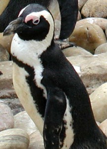 Pinguine leben auf jedem Kontinent in der südlichen Hemisphäre