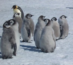 Un gruppo di pulcini del pinguino di imperatore