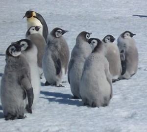 Un groupe de poussins de manchot empereur