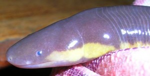 Un Caecilian típico - fotografía por Shyamal