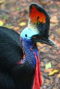 The Cassowary is a Colourful Ratite - Phtograph by Boaz Wibowo