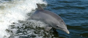 The Cetaceans Include Whales And Dolphins