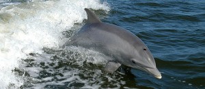 Les cétacés incluent des baleines et des dauphins