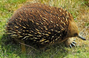 Un Echidna - image par « KeresH »