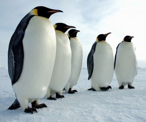 Una grupo magnífico de pingüinos emperador