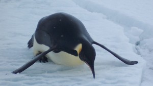 Emperor Penguin Sliding