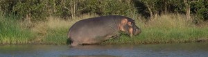 Das Nilpferd ist eins der gefährlichsten Tiere in Afrika!