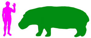 L'hippopotame est l'animal de terre cinquième plus grand