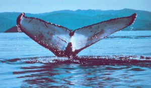 Los cetáceos tienen colas horizontales