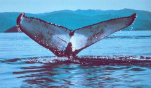 Cetaceans Have Horizontal Tails Cetaceans Have Horizontal Tails