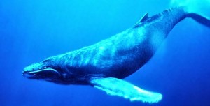 La baleine de bosse est un cétacé typique