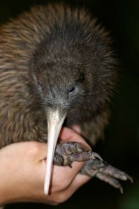 Die Kiwi ist die kleinsten Laufvögel