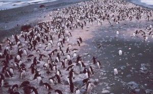 Pinguine leben in den großen Gruppen