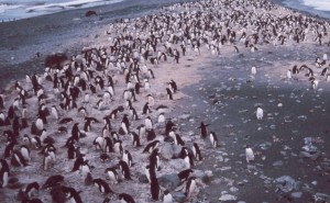 Los pingüinos viven en grupos grandes Los pingüinos viven en grupos grandes