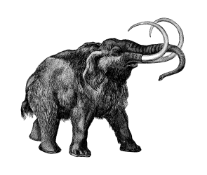Los mamuts fueron adaptados perfectamente para el tiempo frío