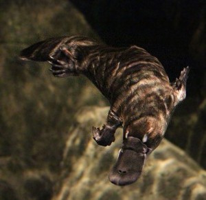 The Platypus - photo by "Rainbow606" The Platypus - photo by "Rainbow606"