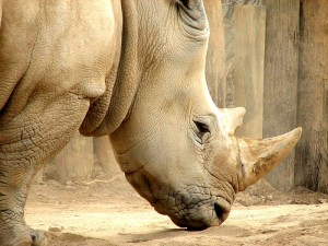 Los rinocerontes son muy agresivos