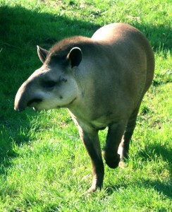 El tapir es un Ungulate Impar-Tocado con la punta del pie