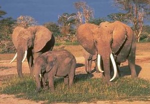Alle modernen Elefanten Proboscids AR
