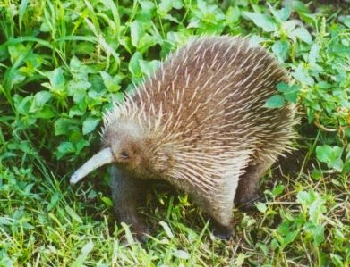 Der westliche Langschnabeligel Der westliche Langschnabeligel