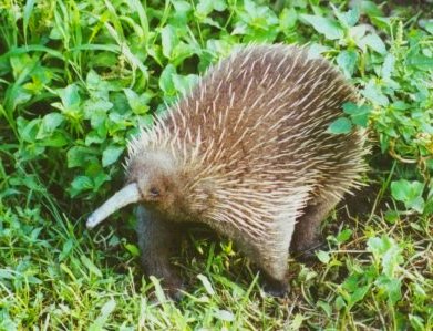 El Echidna de pico largo occidental