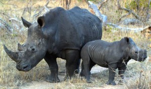 Une mère de rhinocéros blanc et un veau - photographie par le temple de James