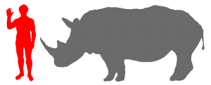 Rhinocéros blanc et humain