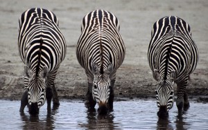 Zebras und Pferde sind die dritte Gruppe des Unpaarhufers