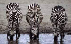 Las cebras y los caballos son el tercer grupo de Ungulates Impar-Tocar con la punta del pie