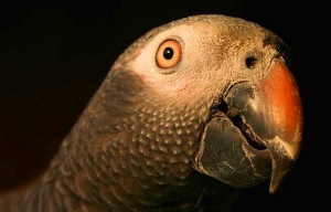 Wiele papugowate może naśladować dźwięki, ale afrykańskiego Parrot Grey jest bardzo dobry