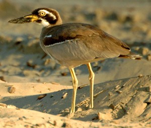 Il Pietra-chiurlo della spiaggia è lo Shorebird più pesante del mondo