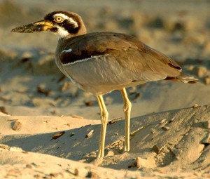 Der Strand-Triel ist die schwersten Watvögel der Welt