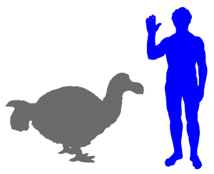 Der Dodo war die größte Taube überhaupt