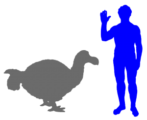 Der Dodo war die größte Taube überhaupt Der Dodo war die größte Taube überhaupt