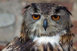 The Eurasian Eagle Owl - Photograph by Adam Kumiszcza