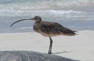 Der Isabellbrachvogel hat einen sehr langen Schnabel! Der Isabellbrachvogel hat einen sehr langen Schnabel!
