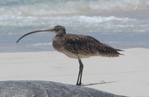 The Far Eastern Curlew has a Very Long Beak!